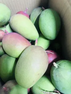 終了 】摘果マンゴー 特大200g〜320g 約5kg ＋α 【 沖縄 】 - メルカリ