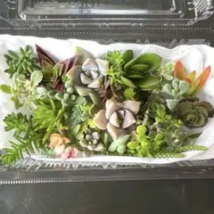 多肉植物 詰め合わせ エケベリア セダム 寄せ植え用 18種以上