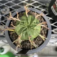 メルカリ便】ユーフォルビア オベサ 多頭 モンスト個体 - メルカリ