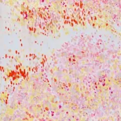 Item thumbnail for item b2d30c6e-4a8d-4fd2-b63e-2a57a2f95a8f