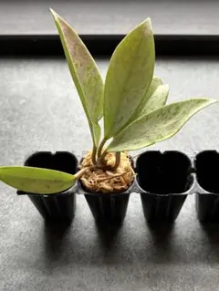 numa様 リクエスト 2点 まとめ商品