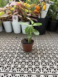 【観葉植物】実生　アデニウム・アラビカム　2