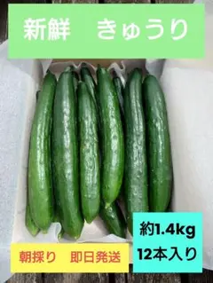 新鮮なきゅうり　朝採れたて　即日発送　約1.4kg　12本入のサムネイル