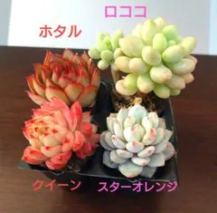 ちょこ☆彡.。様 リクエスト 2点 まとめ商品