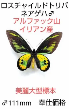 Rios Cronin様 リクエスト 2点 まとめ商品