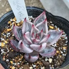 2026年最新】サボテン相談室の人気アイテム - メルカリ