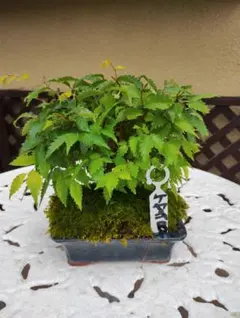 ケヤキ盆栽 K3　　もみじ盆栽オマケ付き写真5、6 ケヤキ盆栽 K3 値下げしました。 もみじ盆栽オマケ付き写真5、6 - メルカリ