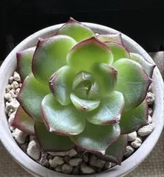 ミ*マ様 No.a320札落ち品　エケベリア　多肉植物　撮影11月15日