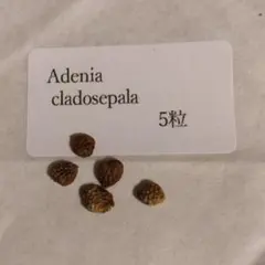 2026年最新】アデニア 種子の人気アイテム - メルカリ