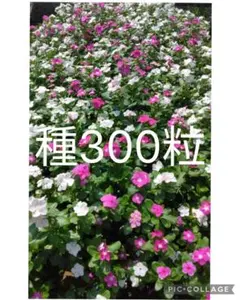 GakuPon様 リクエスト 2点 まとめ商品