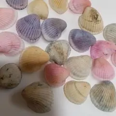 パステルカラー 貝殻セット ハンドメイド素材