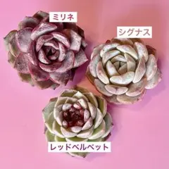 ≪連休中速達≫エケベリアカット苗3種キュートセット＊韓国苗＊多肉植物
