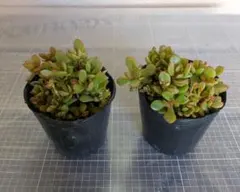 多肉植物　紅稚児　2ポット抜き苗