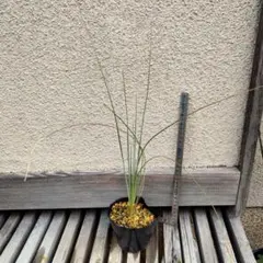 2026年最新】ダシリリオンの人気アイテム - メルカリ