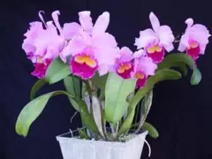 カトレア原種 C.gaskelliana semialba 'Hanza' OG - メルカリ