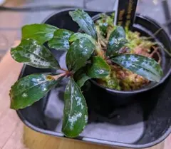 2025年最新】ブセファランドラ ナンガタマンの人気アイテム