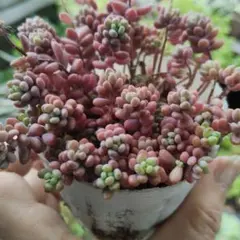 T*a様 赤ずきん 抜き苗 つぶつぶ屋 多肉植物 エケベリア セダム - メルカリ