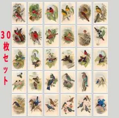 ヴィンテージ 鳥 図鑑 ボタニカル ステッカー 30個 セット シール 1