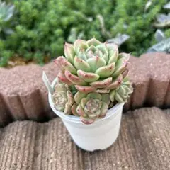 maasa様 リクエスト 7点 まとめ商品 ➕おもち