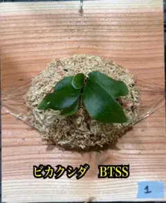 ビカクシダ BTSS spore 4番 - メルカリ