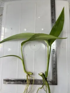 ヤマサキカズラ　2株《水上葉》のサムネイル