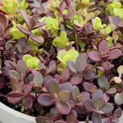 みっき様 リクエスト 2点 まとめ商品