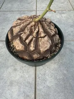 特大 大株 メキシコ 亀甲竜 発根済のサムネイル