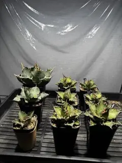 2026年最新】アガベ 錦の人気アイテム - メルカリ