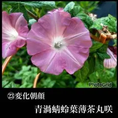 希少】変化朝顔 青渦蜻蛉葉薄茶丸咲 種 アサガオ 大輪朝顔 - メルカリ