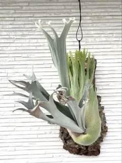 2026年最新】ベイチーワイルド胞子の人気アイテム - メルカリ