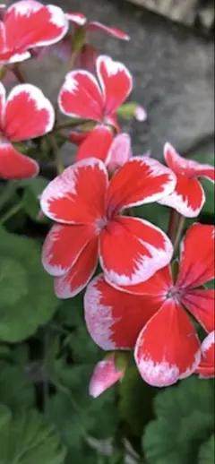 レイミ―様 リクエスト 2点 まとめ商品