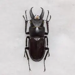 2025年最新】ノコギリクワガタ標本の人気アイテム - メルカリ