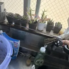 あ*E様 多肉植物 寄せ植え セット (ハオルチアセンペルビウム商談中) 7セッ