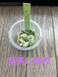 あざらし☆多肉植物出品中様 リクエスト 3点 まとめ商品