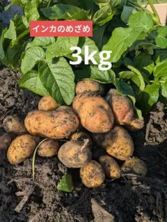 掘り立て発送‼️徳島産無農薬　新じゃがいも　いんかのめざめSM10キロ 掘り立て発送‼️徳島産無農薬 新じゃがいも いんかのめざめSMサイズ3