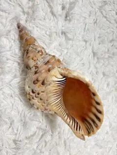 天然法螺貝 ホラ貝 26cm