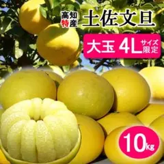 大玉訳あり文旦がお買い得♪高知特産土佐文旦　 4Lサイズ　13〜15玉　約10㎏