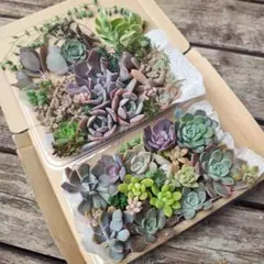 多肉植物　エケベリアカット苗詰め合わせ
