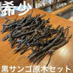 【最終在庫】　希少　長崎県産　黒サンゴ　原木　セット