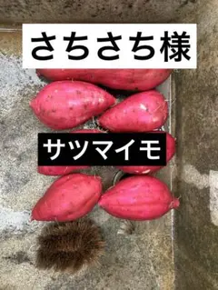 【さちさち様】　サツマイモ