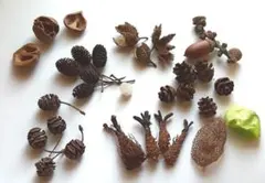 森で拾った宝物　自然素材の実 動物の食痕など取り合わせ　教材