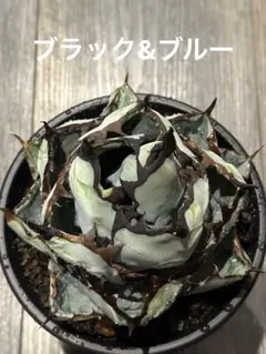 2026年最新】アガベ ブラック&ブルー ボールの人気アイテム - メルカリ