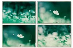 コスモス 花畑 高解像度 L判写真 4枚セット - メルカリ