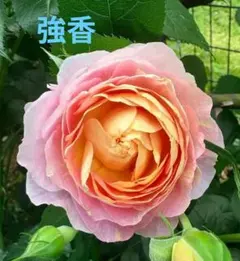 四季咲き、人気バラ．vuvu…3年目 - メルカリ