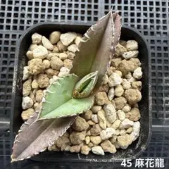 2026年最新】麻花龍 アガベの人気アイテム - メルカリ