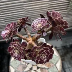 多肉植物♡黒法師　抜き苗のサムネイル