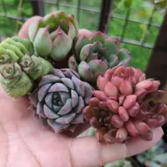 ゆゆゆ様 リクエスト 4点 まとめ商品