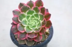 魅金ローズ アエオニウム 多肉植物 抜き苗 - メルカリ