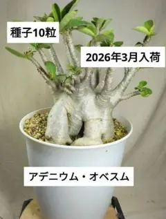 makotwu0325様 リクエスト 2点 まとめ商品