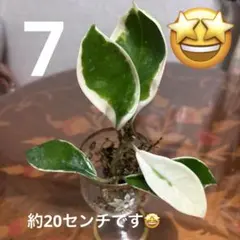 7 ☆ 관상용 식물 ☆ 립 컬러 ☆ 호야 ☆ 즙이 많은 ☆ 뷰티 스톡